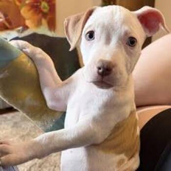 Wynonna -  American Staffordshire Terrier Dog for Adoption in Green Valley, Arizona - Wynonna | PetCurious