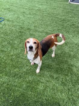 Lolita -  Beagle Dog for Adoption in Delson, Quebec - Lolita | PetCurious