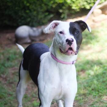 Rescue Pit Bull Terrier Dogs for Adoption in Cumming, Georgia - Snaggle Foot 21564 | PetCurious