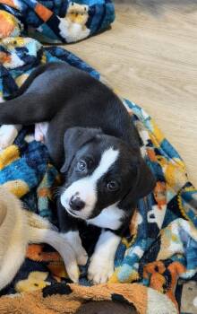 Cyclone -  Hound Dog Available for Adoption in Waunakee, Wisconsin - Cyclone | PetCurious