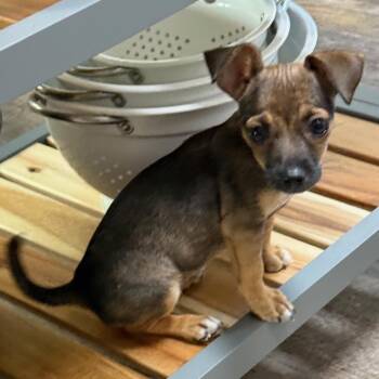 Chihuahua and Mixed Breed Dogs Available for Adoption in Carmel Hamlet, New York - Wilda | PetCurious