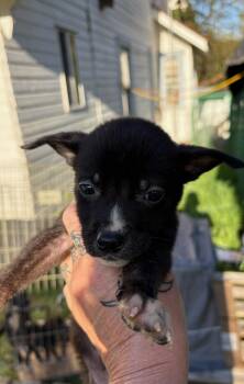 Rescue Pit Bull Terrier and Black Labrador Retriever Dogs for Adoption in Philomath, Oregon - PUPPIES - 2 Girls | PetCurious