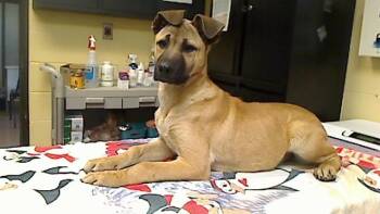 Black Mouth Cur and German Shepherd Dog Dogs Available for Adoption - KATT | PetCurious