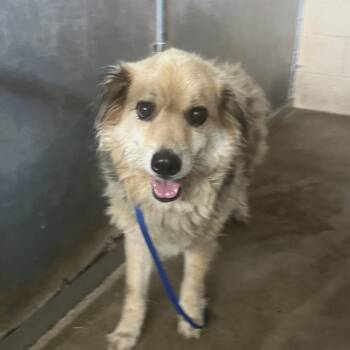 Bell-mere -  Australian Shepherd Dog for Adoption in Edinburg, Texas - Bell-mere | PetCurious