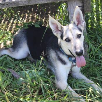 Miffy -  German Shepherd Dog and Mixed Breed Dog for Adoption in Hattiesburg, Mississippi - Miffy | PetCurious
