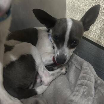 Italian Greyhound and Chihuahua Dogs Available for Adoption in Richmond, California - LOUIS | PetCurious