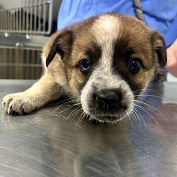 Australian Shepherd and Australian Cattle Dog Blue Heeler Dogs Available for Adoption in Sioux City, Iowa - Hershey | PetCurious