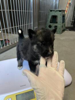 RICKY HOWLER-JONES* -  German Shepherd Dog and Mixed Breed Dog for Adoption in Santa Cruz, California - RICKY HOWLER-JONES* | PetCurious