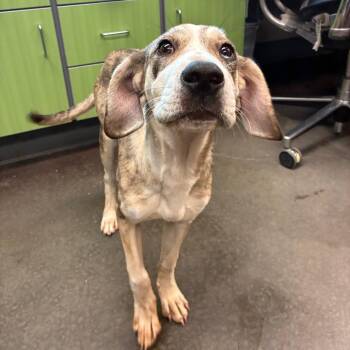 Shirlee -  Catahoula Leopard Dog Dog for Adoption in Norman, Oklahoma - Shirlee | PetCurious