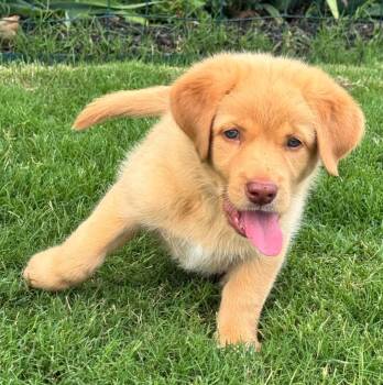Nugget -  Labrador Retriever and Mixed Breed Dog for Adoption in Little Rock, Arkansas - Nugget | PetCurious