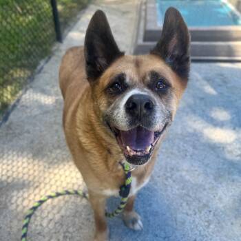 Akita Dogs Available for Adoption in Philadelphia, Pennsylvania - Bach | PetCurious