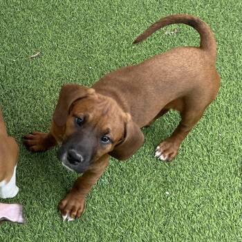 Basset Hound and Mixed Breed Dogs Available for Adoption - RILEY 9490 | PetCurious