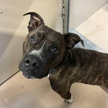 Bruce -  Mixed Breed Dog Available for Adoption in Fairport, New York - Bruce | PetCurious