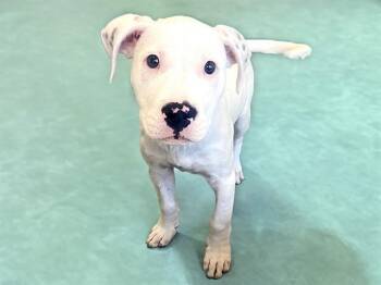 Pit Bull Terrier Dogs Available for Adoption in Fort Lauderdale, Florida - MARLIN | PetCurious