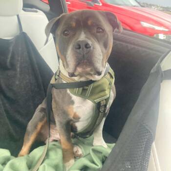 Leroy -  American Bully Dog for Adoption in Boulder, Colorado - Leroy | PetCurious
