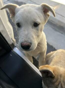Siberian Husky Dogs Available for Adoption in Victorville, California - Grogu | PetCurious