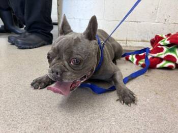 NAPAWLEON -  French Bulldog Dog for Adoption in San Bernardino, California - NAPAWLEON | PetCurious