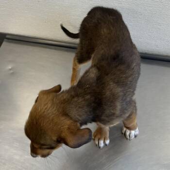 Carnation -  Mixed Breed Dog for Adoption in Las Cruces, New Mexico - Carnation | PetCurious