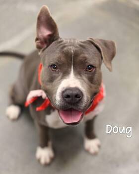 Mack -  Pit Bull Terrier Dog Available for Adoption in Gautier, Mississippi - Mack | PetCurious