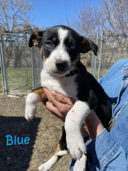 Mixed Breed Dogs Available for Adoption in Rigaud, Quebec - Blue | PetCurious