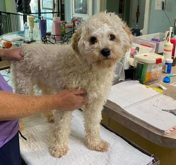 Bark Twain (NOT YET AVAILABLE) -  Cockapoo Dog for Adoption in Benton, Louisiana - Bark Twain (NOT YET AVAILABLE) | PetCurious