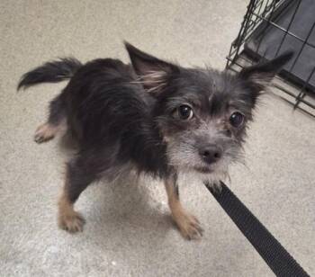 LEONA -  Terrier and Mixed Breed Dog for Adoption in San Bernardino, California - LEONA | PetCurious