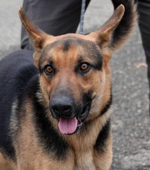 Rescue German Shepherd Dog Dogs for Adoption in Millfield, Ohio - Zeus | PetCurious