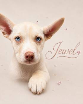 Jewel -  Husky Dog for Adoption in Barton, Vermont - Jewel | PetCurious