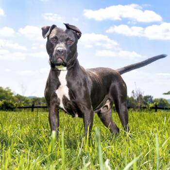 Ouiser -  Mixed Breed Dog for Adoption in Franklin, Tennessee - Ouiser | PetCurious