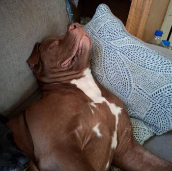 Gracie Mae -  Pit Bull Terrier and Mixed Breed Dog for Adoption in Peru, New York - Gracie Mae | PetCurious