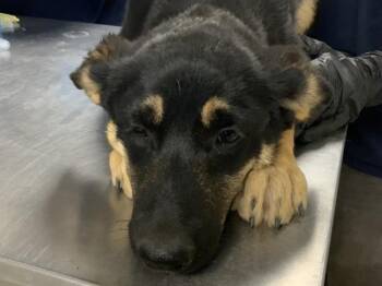 A256023 -  German Shepherd Dog and Mixed Breed Dog for Adoption in Visalia, California - A256023 | PetCurious