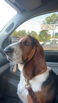 Boone -  Basset Hound Dog for Adoption in Auburndale, Florida - Boone | PetCurious