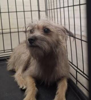 LAINEY -  Terrier and Mixed Breed Dog for Adoption in San Bernardino, California - LAINEY | PetCurious