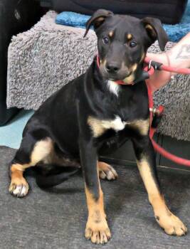 Rhett -  Labrador Retriever and Shepherd Dog for Adoption in Lexington, Virginia - Rhett | PetCurious