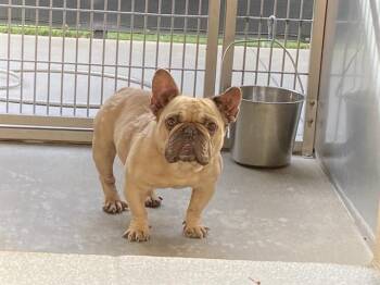 French Bulldog Dogs Available for Adoption in Tustin, California - MONROE | PetCurious