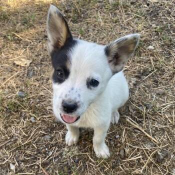 Cattle Dog and Australian Cattle Dog Blue Heeler Dogs Available for Adoption in Escondido, California - Oliver | PetCurious