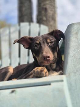 Rescue Terrier Dogs for Adoption in Dover, Arkansas - 7 Up | PetCurious
