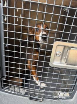 Serenity -  Hound Dog for Adoption in Nacogdoches, Texas - Serenity | PetCurious