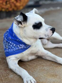 Rescue Pit Bull Terrier and Staffordshire Bull Terrier Dogs for Adoption in Madisonville, Texas - Petey | PetCurious