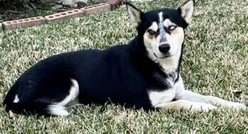 Husky and Mixed Breed Dogs Available for Adoption - ROCCO | PetCurious