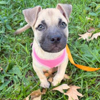 Rescue Boxer and Black Mouth Cur Dogs for Adoption in Memphis, Tennessee - Sosa | PetCurious