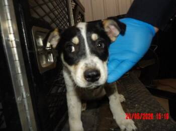 Thelma -  Mixed Breed Dog for Adoption in Hobbs, New Mexico - Thelma | PetCurious
