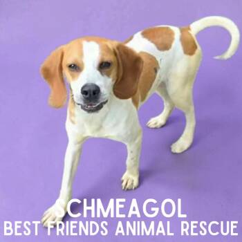Schmeagol -  Beagle Dog for Adoption in Wasilla, Alaska - Schmeagol | PetCurious
