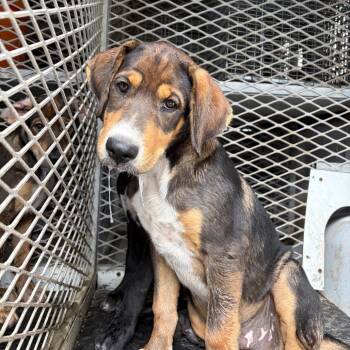 Stego -  Labrador Retriever and Shepherd Dog for Adoption in Edinburg, Texas - Stego | PetCurious
