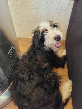 Otter -  Bernese Mountain Dog and Poodle Dog for Adoption in Valrico, Florida - Otter | PetCurious
