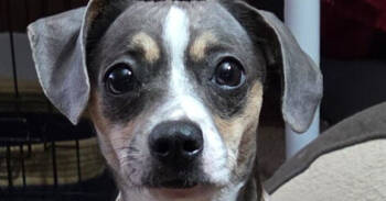 Rescue Chihuahua and Terrier Dogs for Adoption in Richardson, Texas - Piper Jones | PetCurious