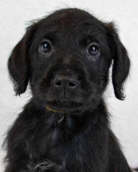 Keith -  Labrador Retriever and Terrier Dog Available for Adoption in Kennesaw, Georgia - Keith | PetCurious