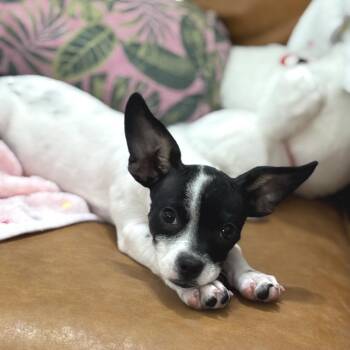 Rocky -  Rat Terrier and Chihuahua Dog for Adoption in Houston, Texas - Rocky | PetCurious