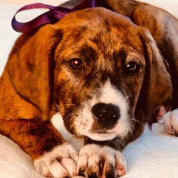 Treeing Walker Coonhound and Boxer Dogs Available for Adoption in Nahunta, Georgia - Koma | PetCurious
