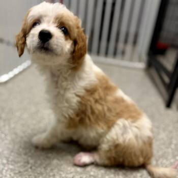 Bjork -  Cavalier King Charles Spaniel and Australian Shepherd Dog for Adoption in Fullerton, Pennsylvania - Bjork | PetCurious